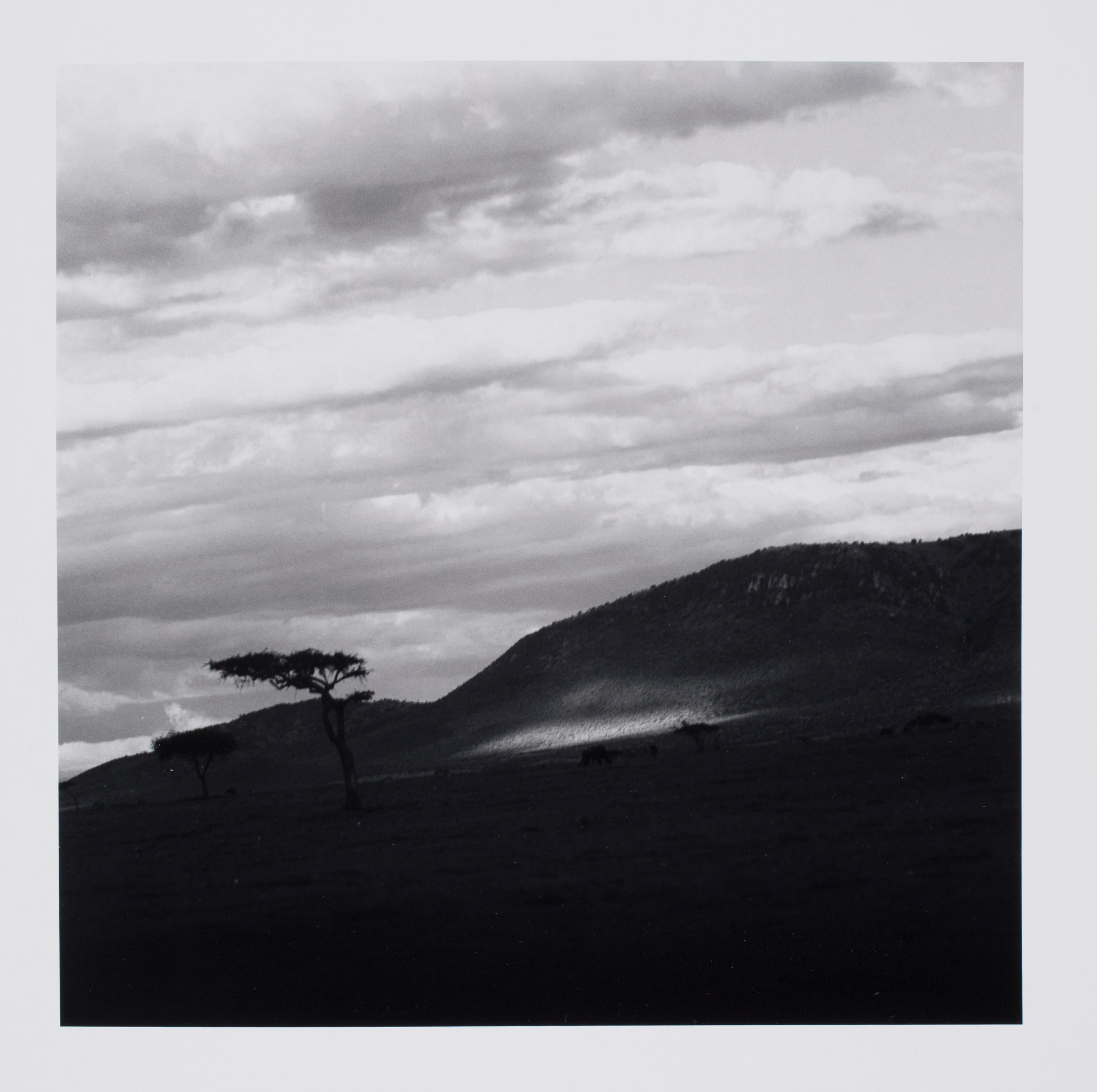 Hideoki Hagiwara Black and White Photograph - Hideoki, Black 
White Photography, Trees, Africa, 1994