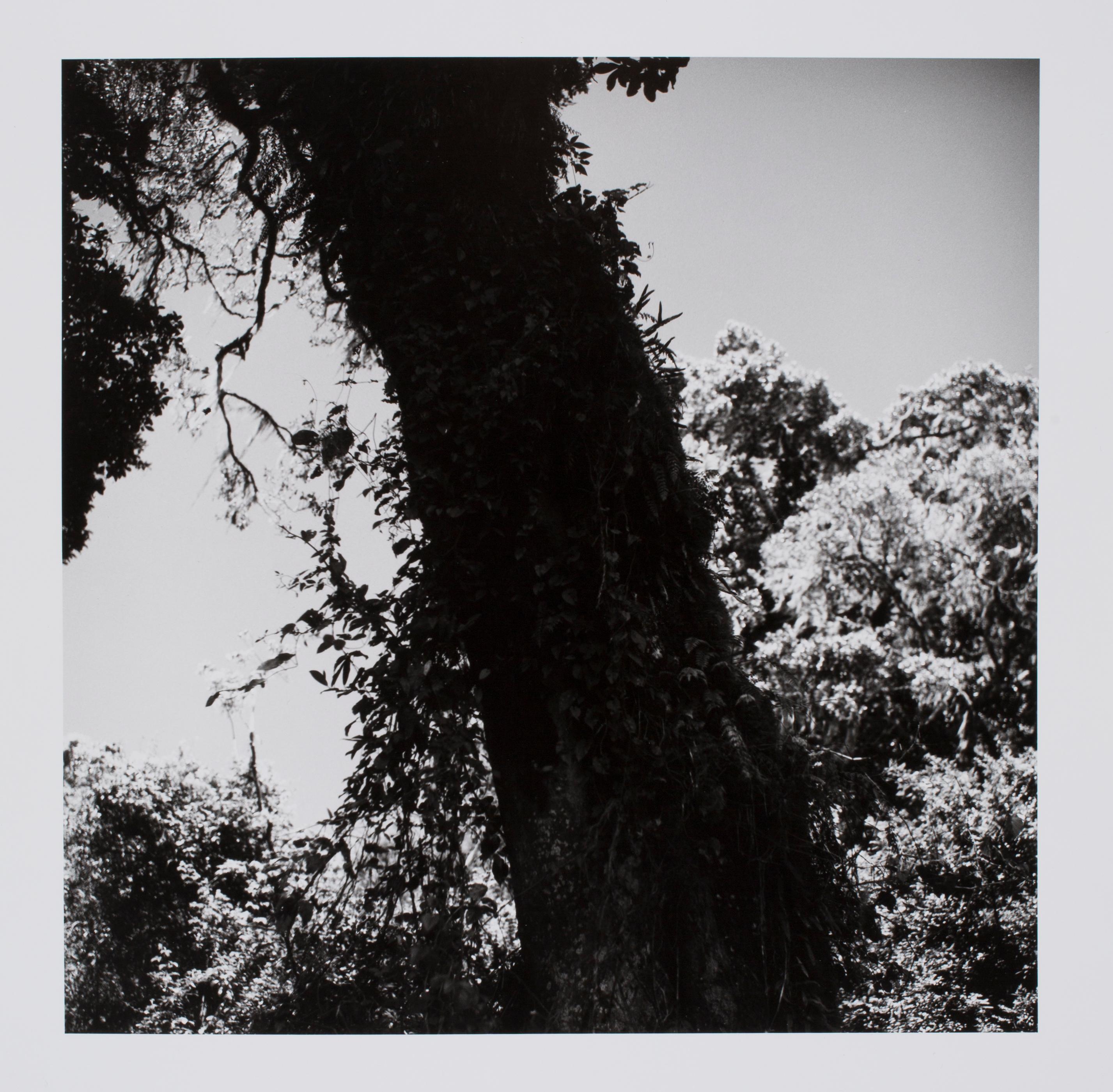 Hideoki Hagiwara Black and White Photograph - Hideoki, Black 
White Photography, Trees, Africa, 1994