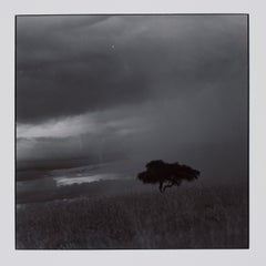 Vintage Hideoki, Black & White Photography, Trees, Africa, 1994