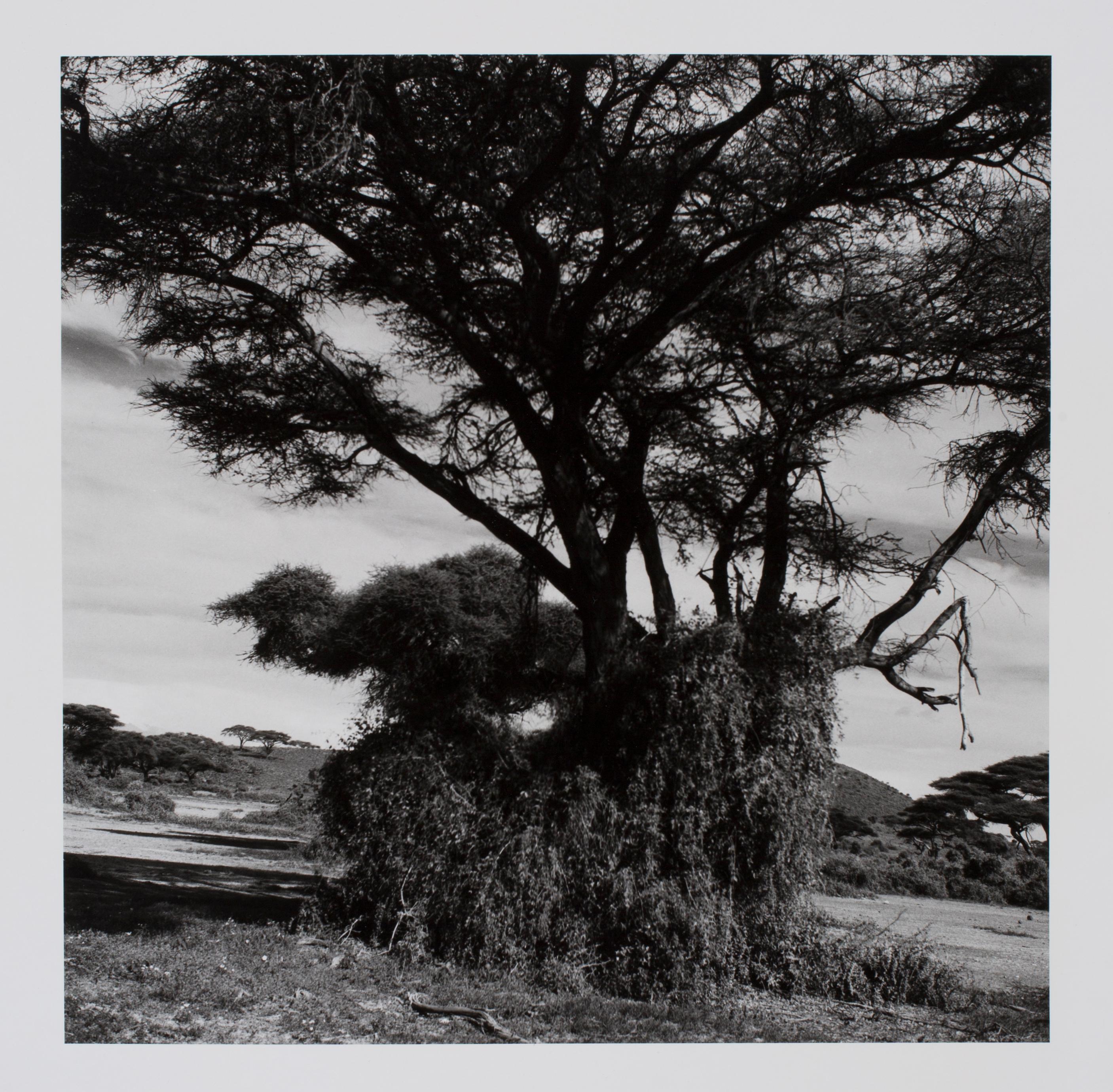 Hideoki Hagiwara Black and White Photograph - Hideoki, Black 
White Photography, Trees, Africa, 1994