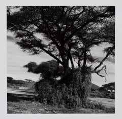 Vintage Hideoki, Black & White Photography, Trees, Africa, 1994