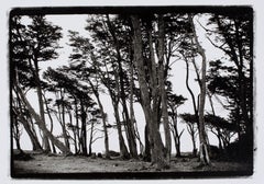 Hideoki, Black & White Photography, Trees, Chile, 2008, 16" x 20"