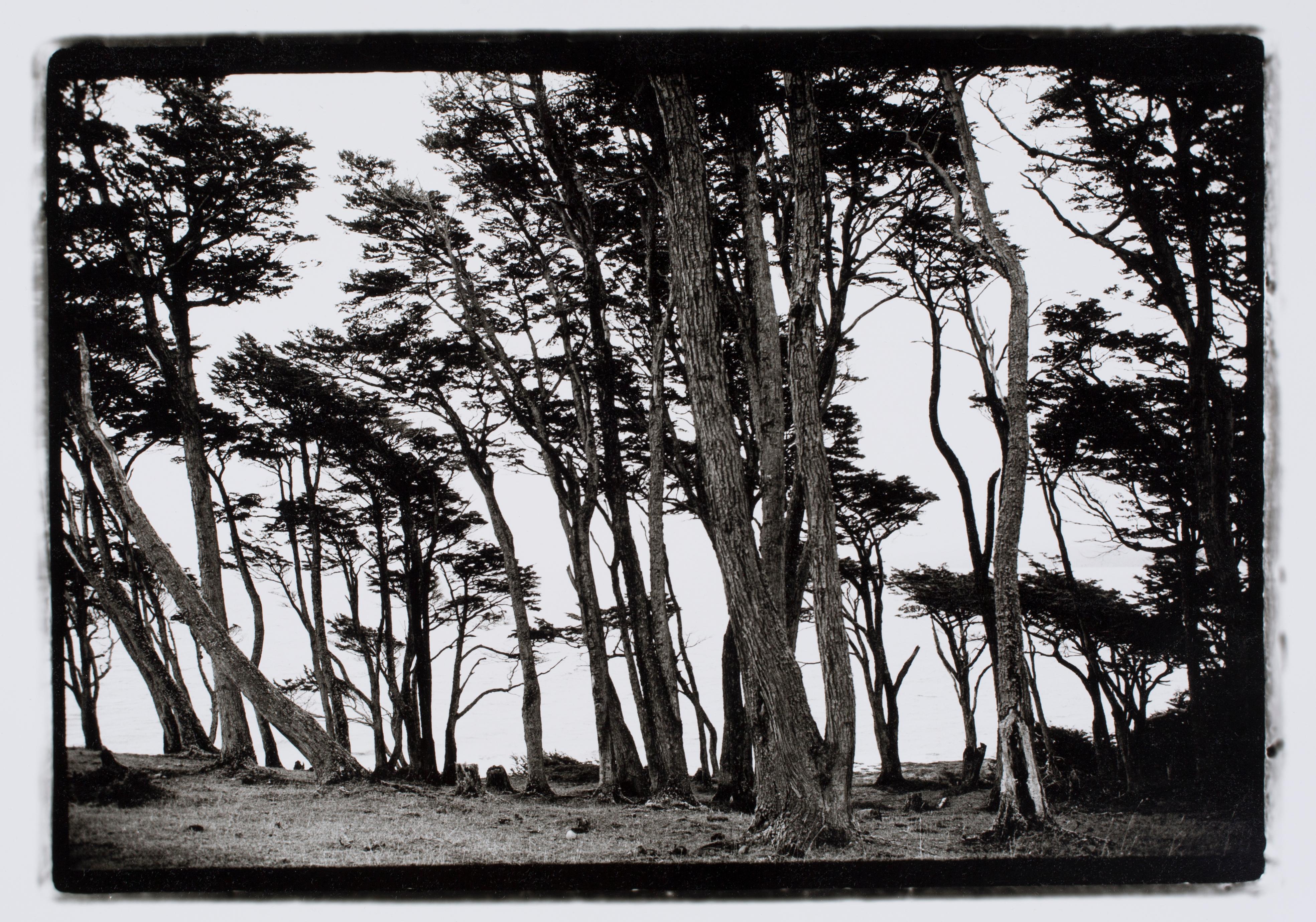 Hideoki Hagiwara Black and White Photograph - Hideoki, Black & White Photography, Trees, Chile, 2008, 16" x 20"