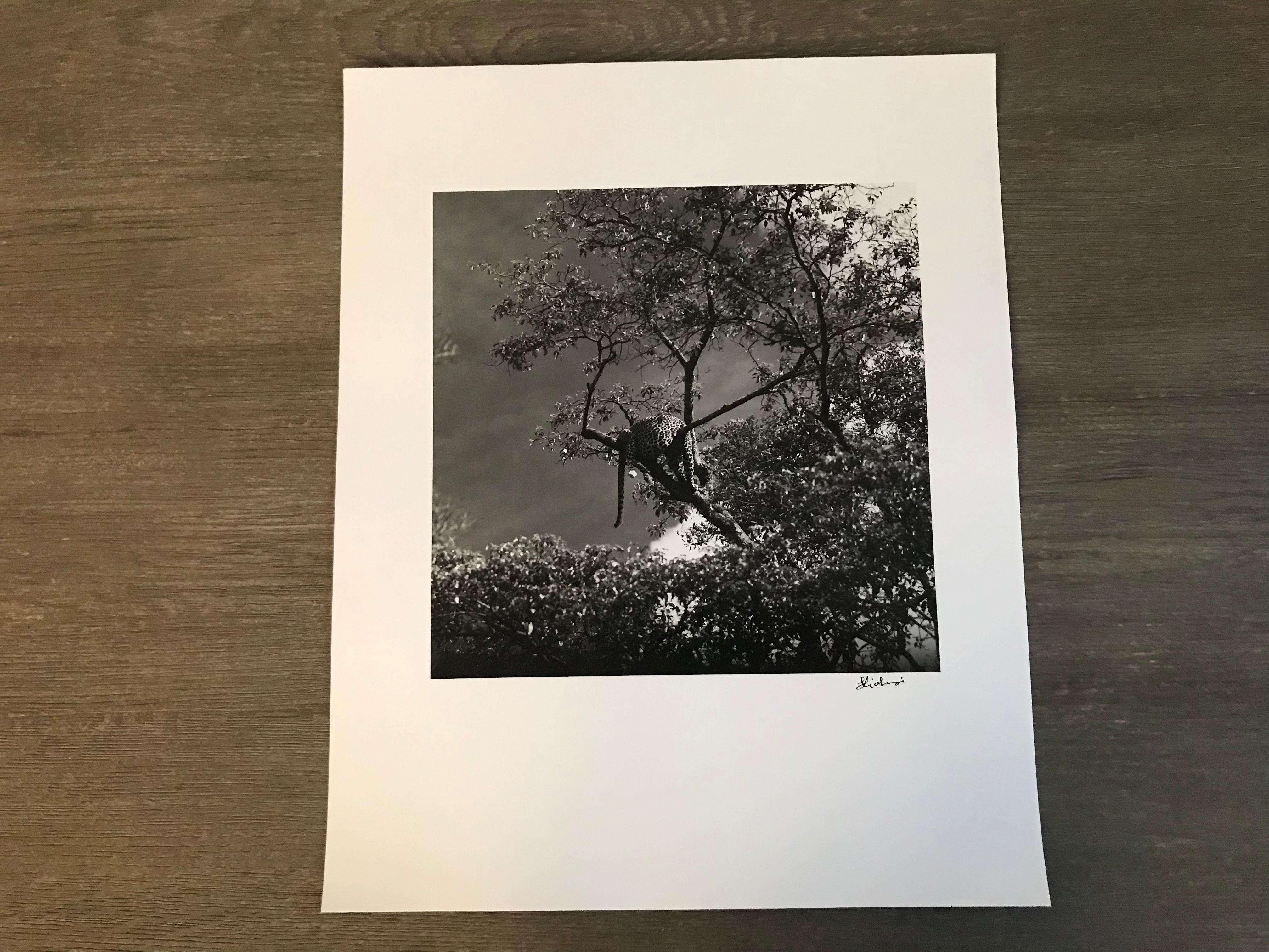 Hideoki, Black & White Photography, Cheetah, Tanzania, 1994 - Gray Black and White Photograph by Hideoki Hagiwara