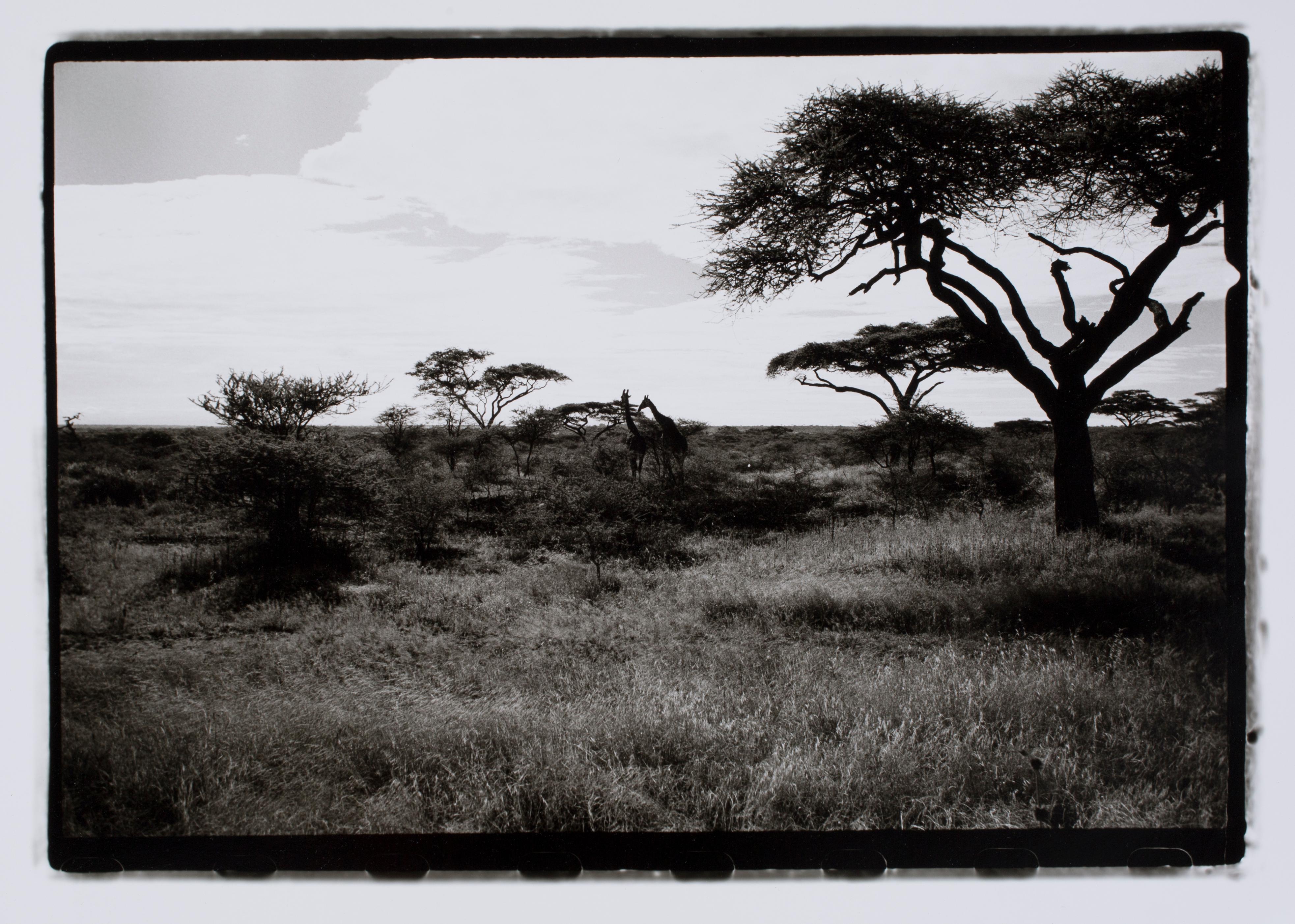 Hideoki Hagiwara Black and White Photograph - Hideoki, Black 
White Photography, Zebra, Tanzania, 1994