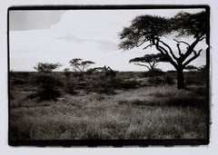 Vintage Hideoki, Black & White Photography, Zebra, Tanzania, 1994
