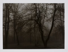 Hideoki, Black & White, Trees in the Shadows, USA, 1988, 16" x 20"