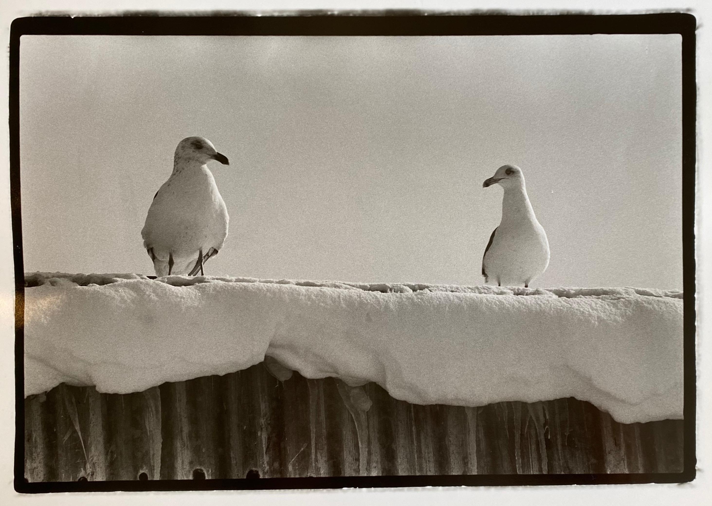 Hideoki Hagiwara Black and White Photograph - Seagulls, Hokkaido, Japan, 1977, Silver Gelatin