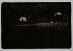 Two Flowers, Japan, 1977, Black and White, Silver Gelatin