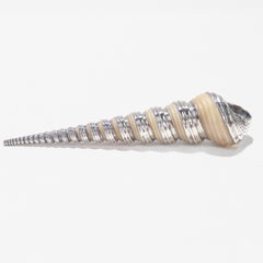 High-Spire Seashell with Sterling Silver Overlay