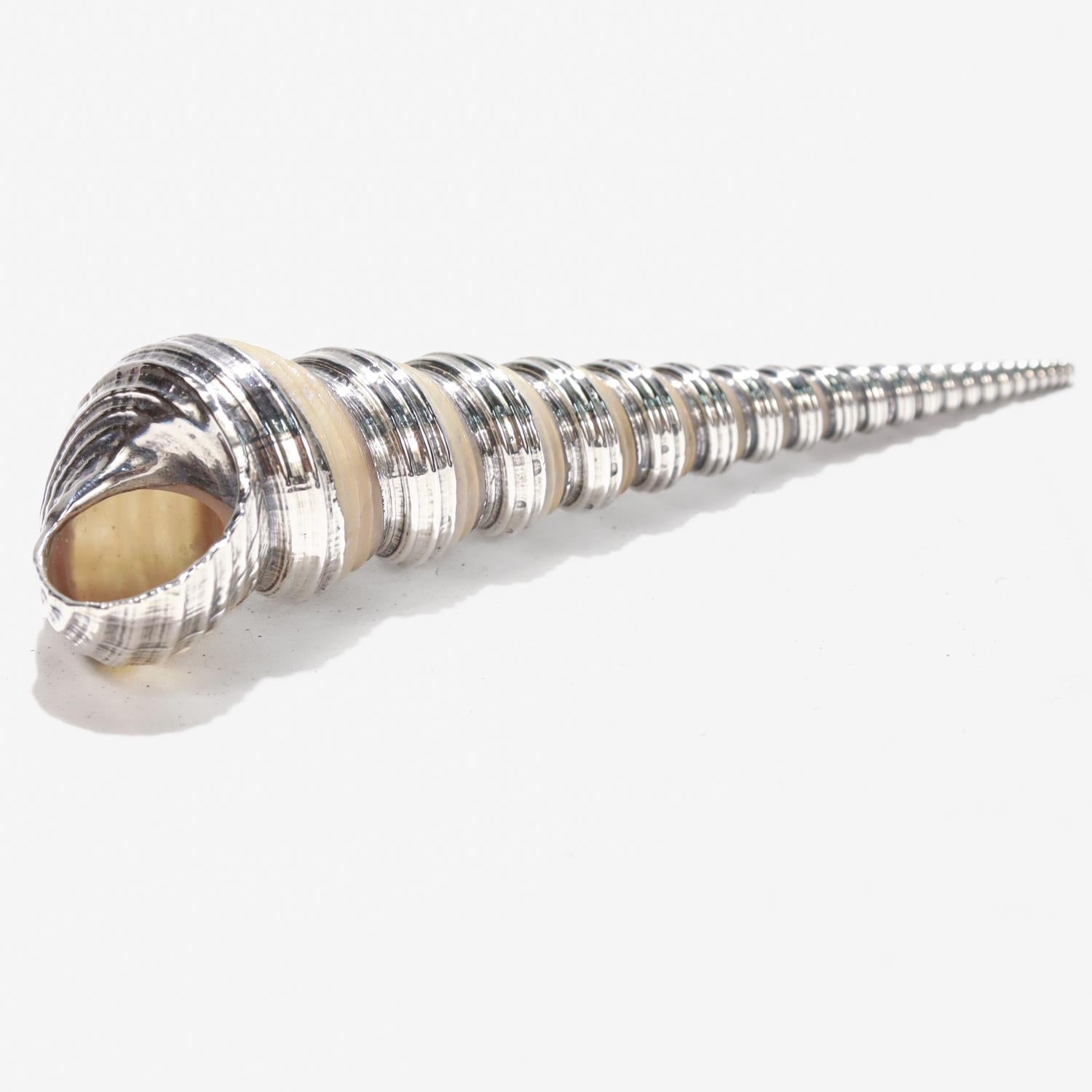 Coquillage haut de gamme avec superposition d'argent sterling Bon état - En vente à Philadelphia, PA