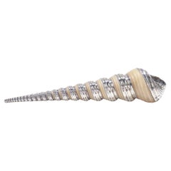 High-Spire Seashell with Sterling Silver Overlay