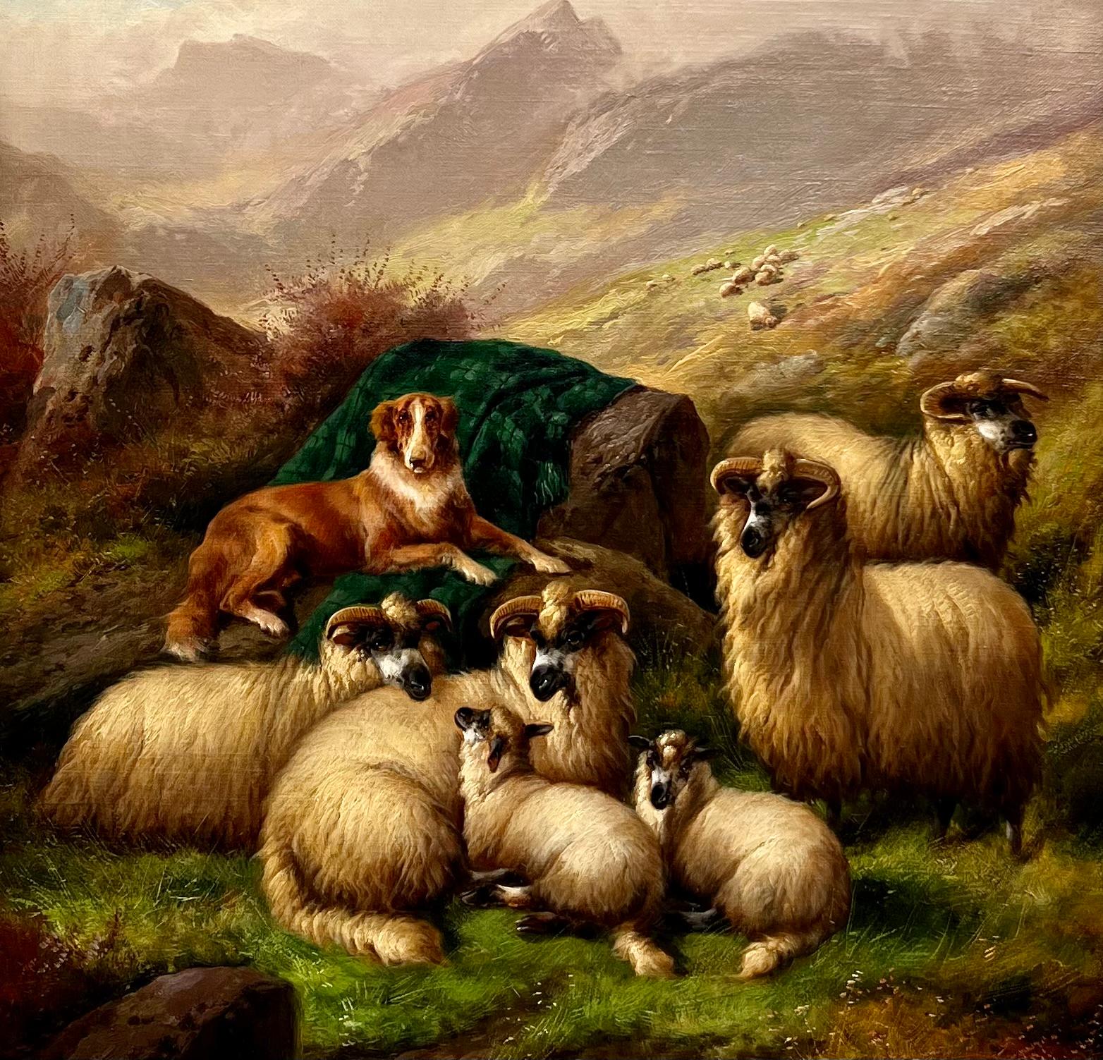 scottish highland sheep
