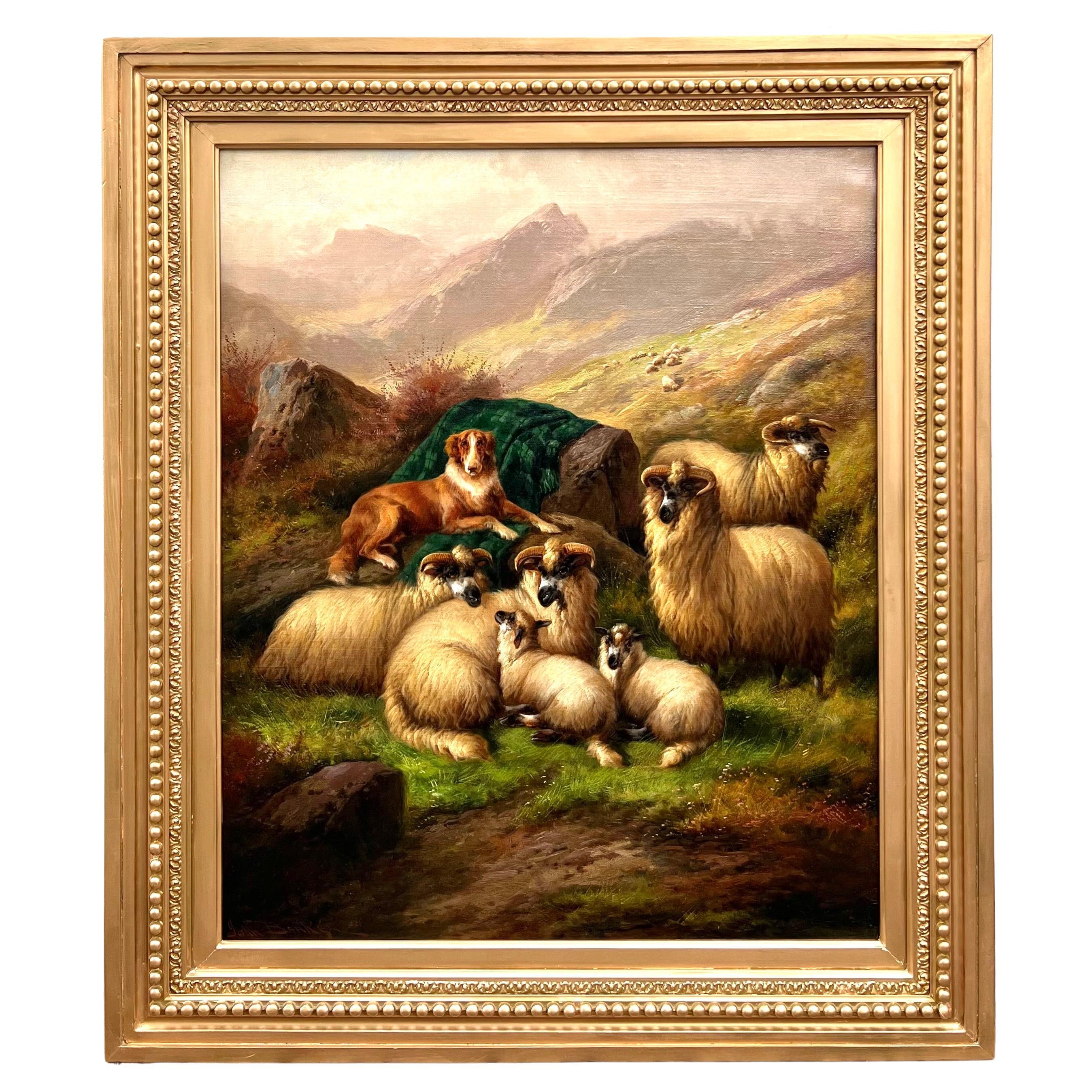 "Highland Sheep, Scotland" by John Barker For Sale