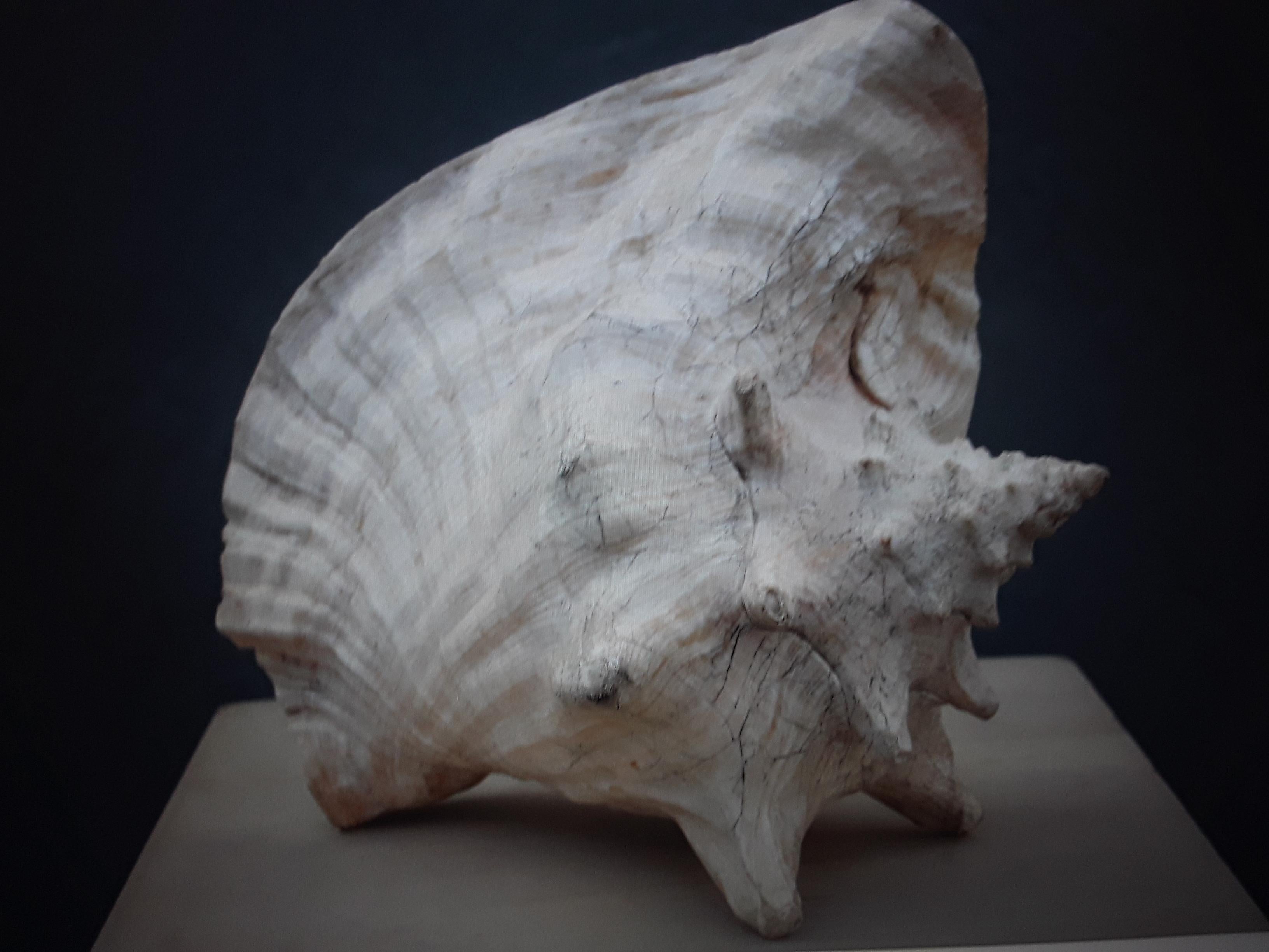 Highly Decorative Large Natural Sea Shell #2 In Good Condition For Sale In Opa Locka, FL