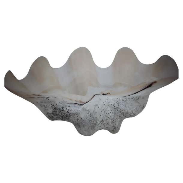 Highly Decorative Large Natural Sea Shell For Sale at 1stDibs