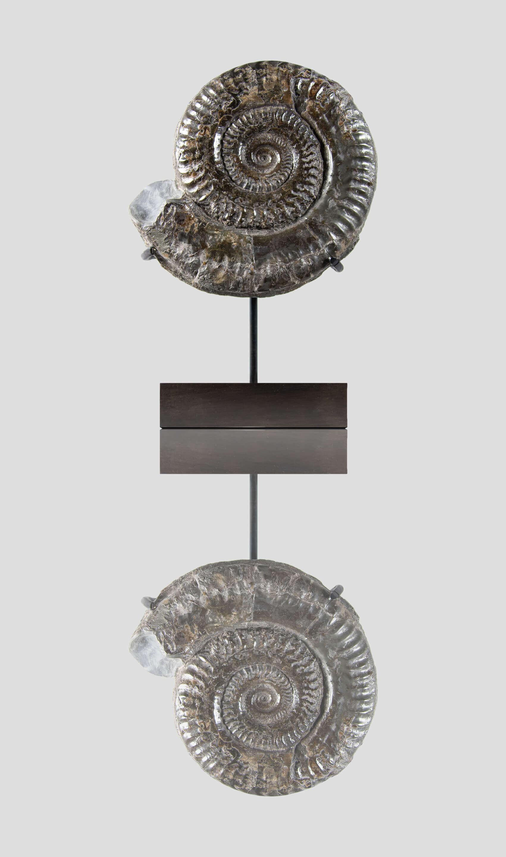 Un magnifico esempio di ammonite classica del Giurassico proveniente dalla costa del North Yorkshire, nell'Inghilterra nord-orientale. Ora è sospeso su THE FOSSIL STORE™ la serie di supporti in bronzo AES personalizzati per gli spazi là fuori! 

Si
