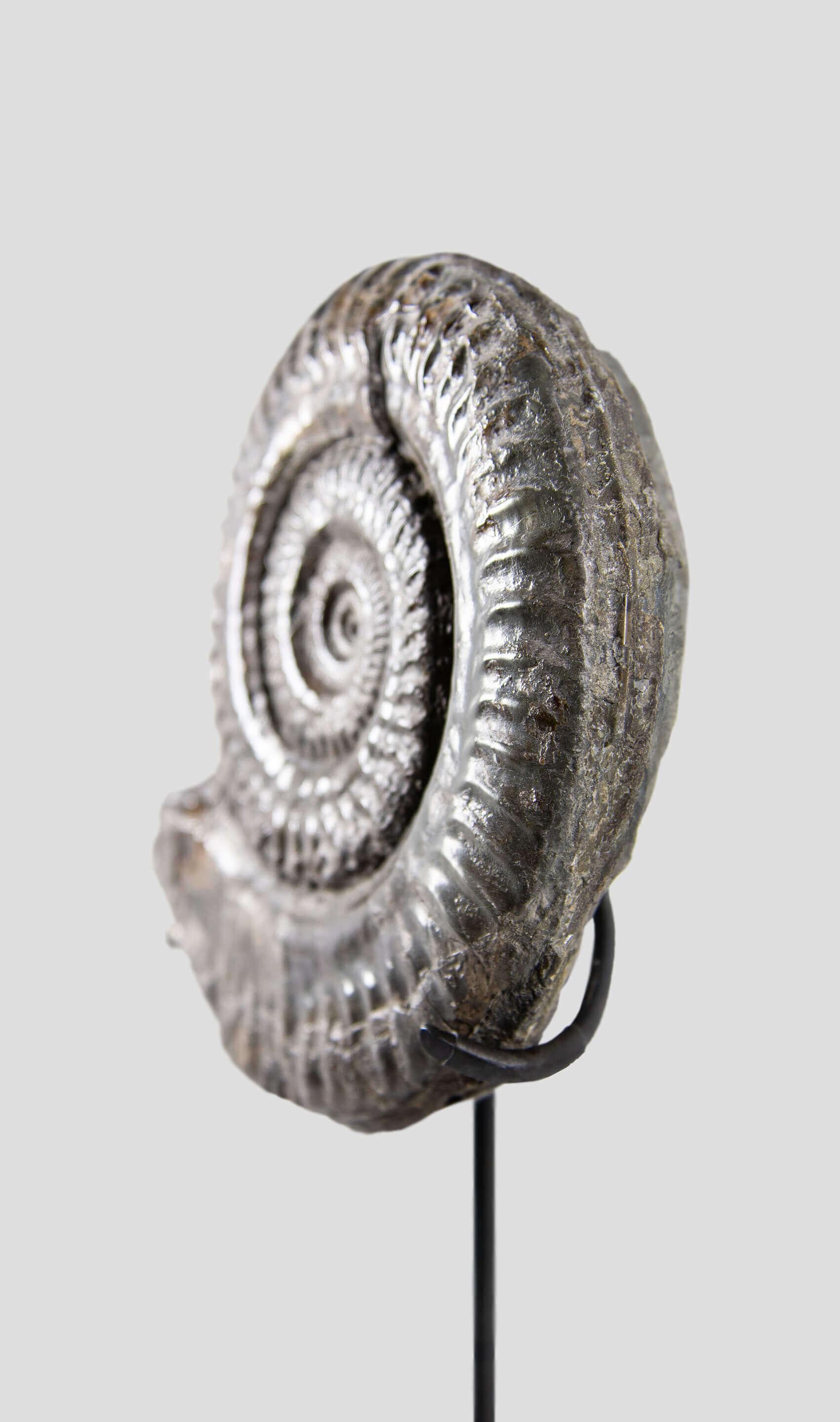 Preistorico Hildoceras Yorkshire, Inghilterra Ammonite e supporto di bronzo in vendita
