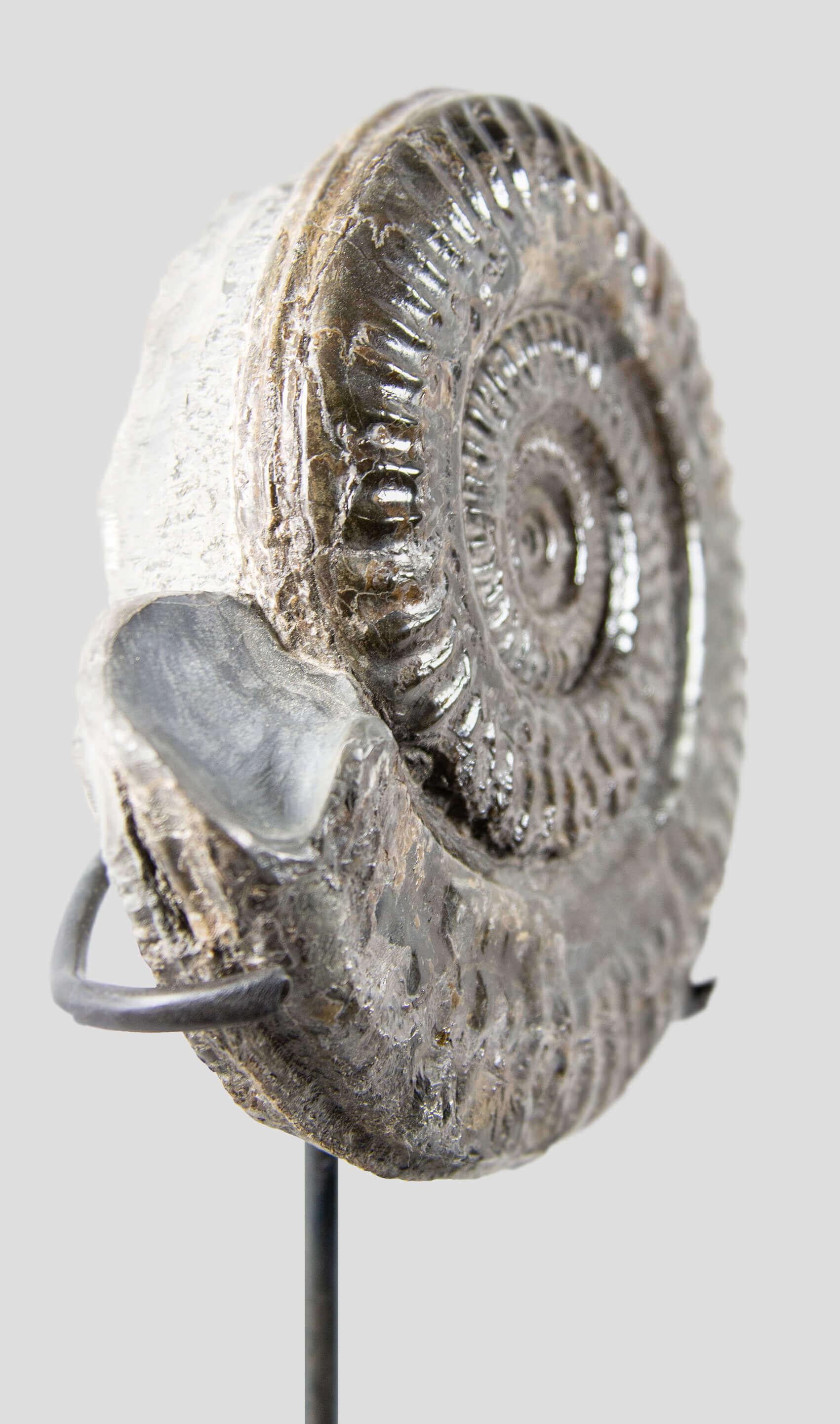 Britannico Hildoceras Yorkshire, Inghilterra Ammonite e supporto di bronzo in vendita