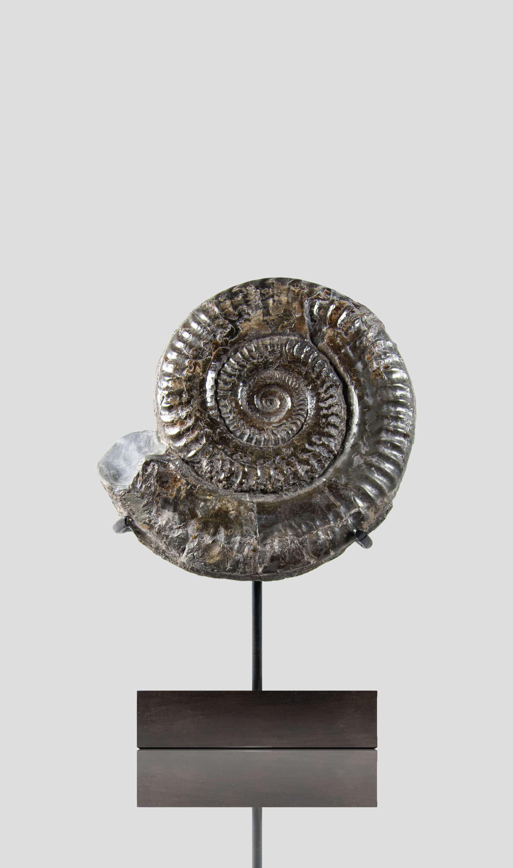 Altro Hildoceras Yorkshire, Inghilterra Ammonite e supporto di bronzo in vendita