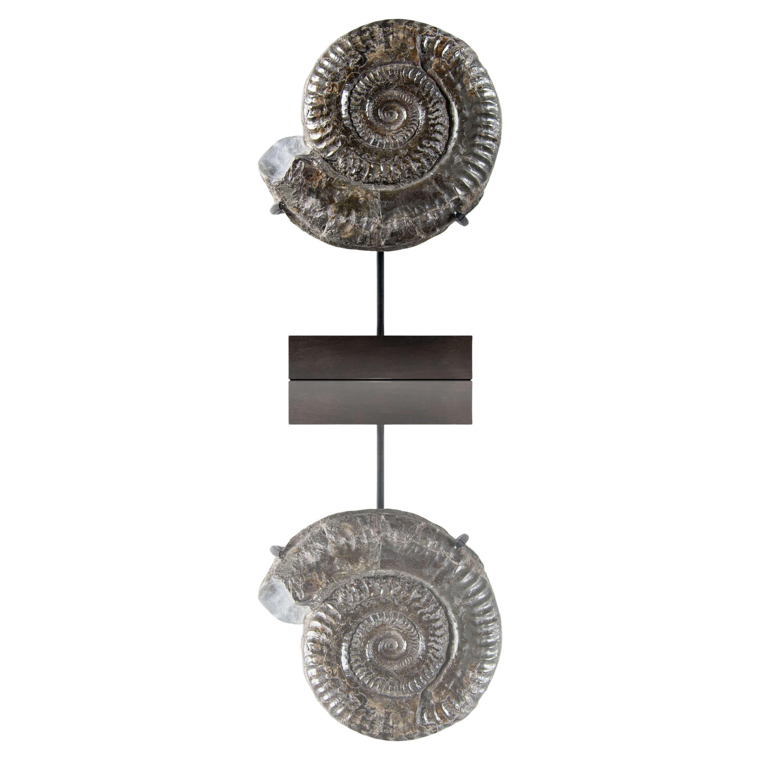 Hildoceras Yorkshire, Inghilterra Ammonite e supporto di bronzo