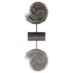 Hildoceras Yorkshire, Inglaterra Ammonita y soporte de bronce