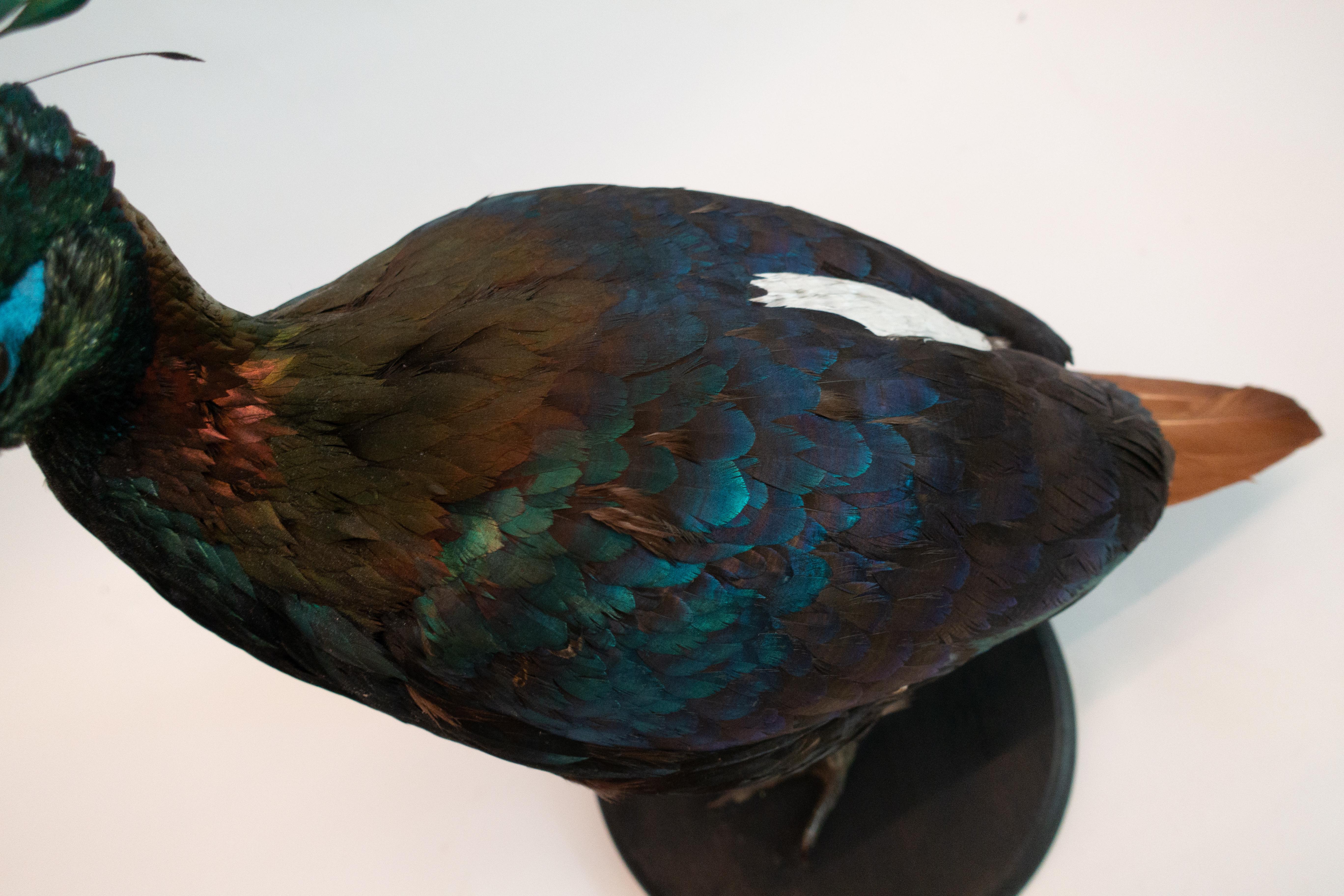 The Himalayan monal, also known as the Impeyan monal, Impeyan pheasant, is a bird in the pheasant family, Phasianidae. It is the national bird of Nepal, where it is known as the danphe, and state bird of Uttarakhand India, where it is known as the