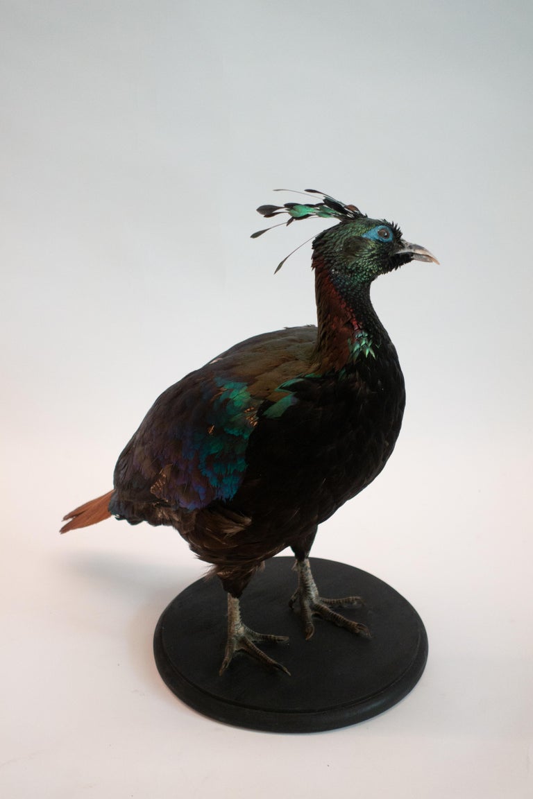 Himalayan Impeyan Pheasant Mounted Taxidermy Specimen at 1stDibs