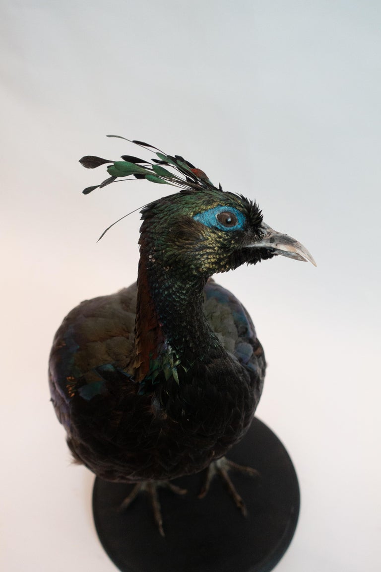 Himalayan Impeyan Pheasant Mounted Taxidermy Specimen at 1stDibs