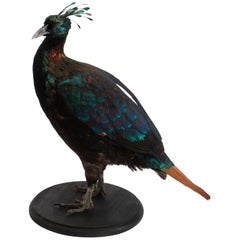 Himalayan Impeyan Pheasant Mounted Taxidermy Specimen