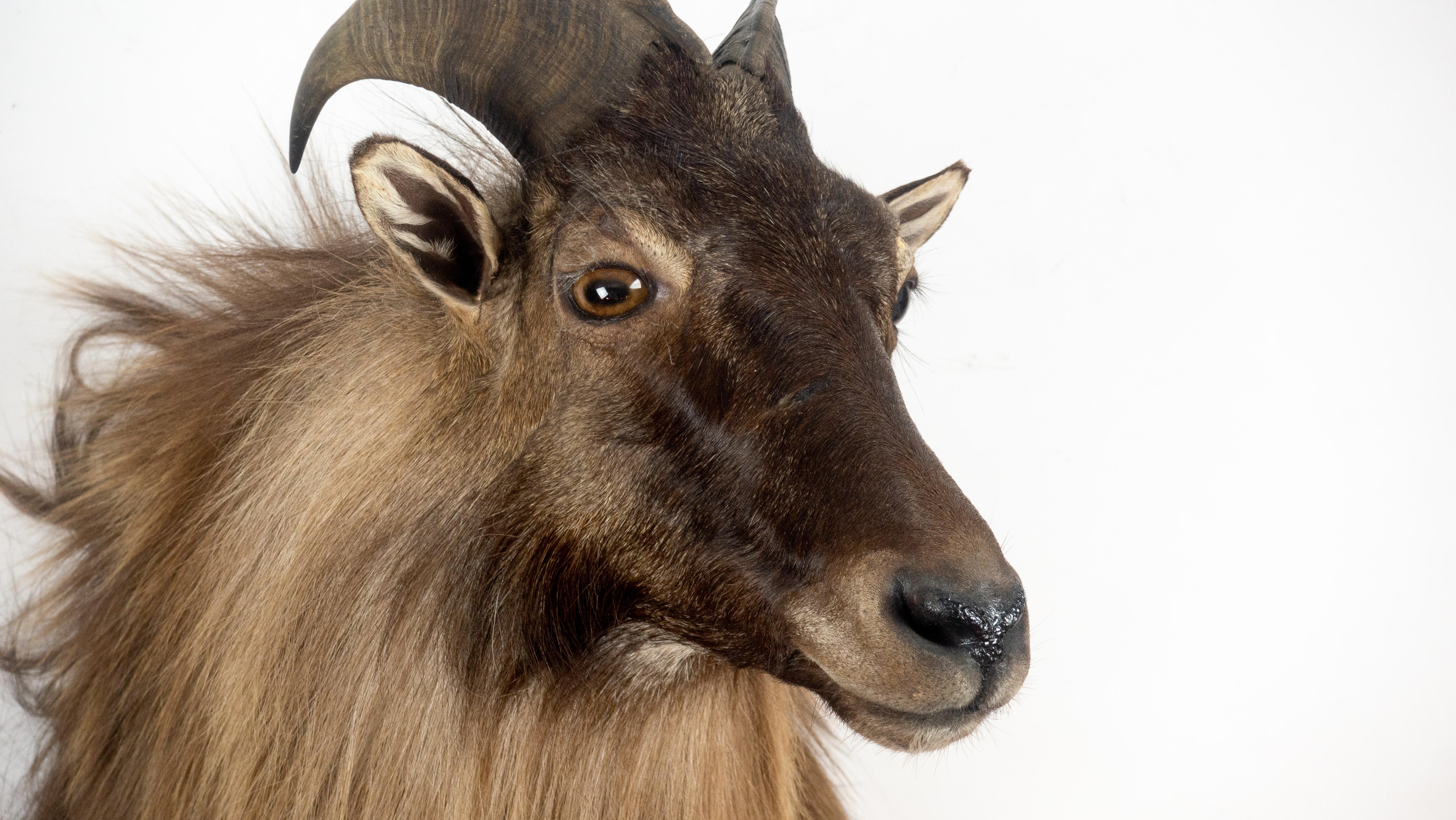 Himalayan Tahr sheep mount. The Himalayan Tahr is a large even-toed ungulate. It is native to the Himalayas in southern Tibet, northern Pakistan, northern India and Nepal.

Measures: 25