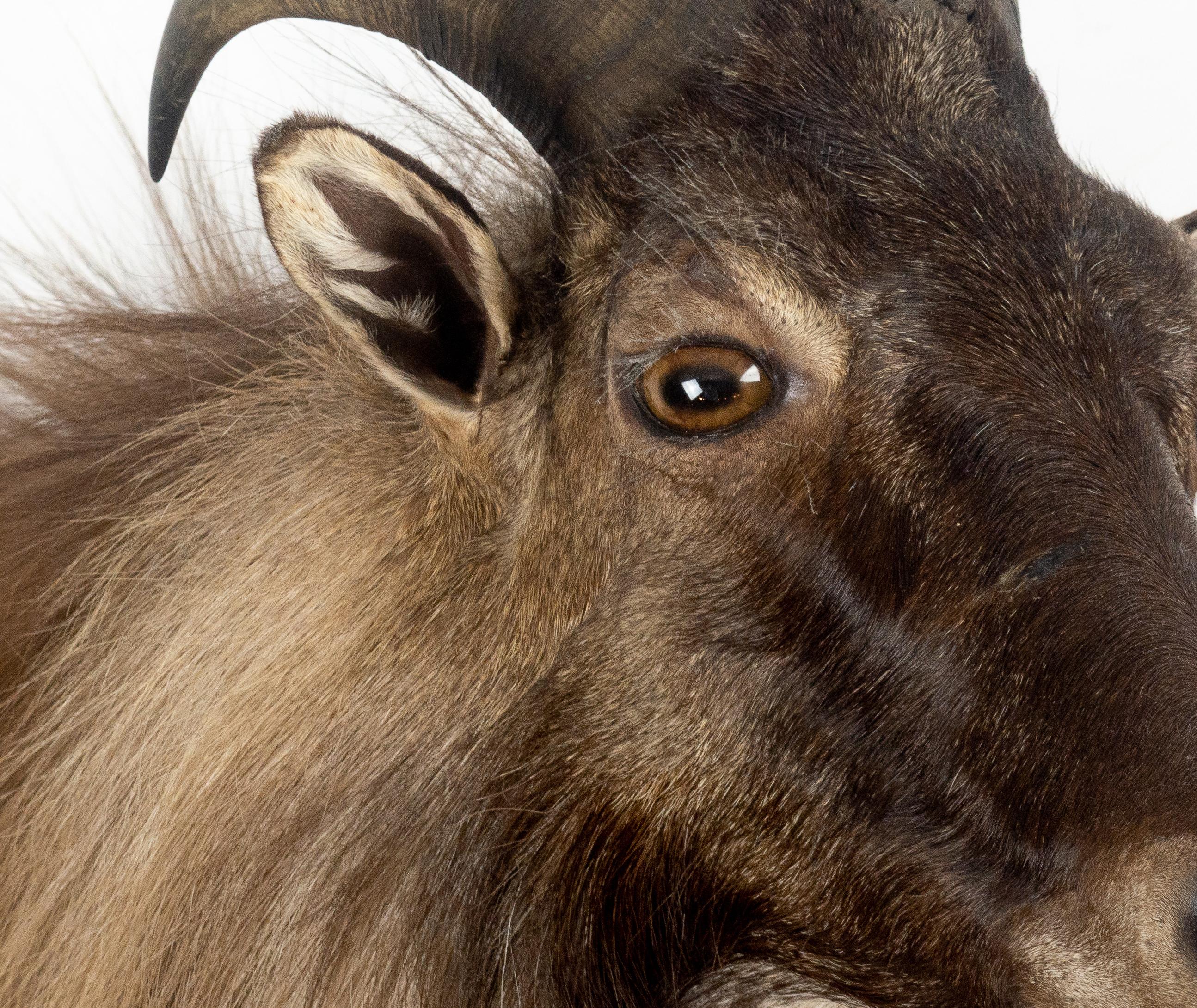 Himalayan Tahr Sheep Mount (Indisch)