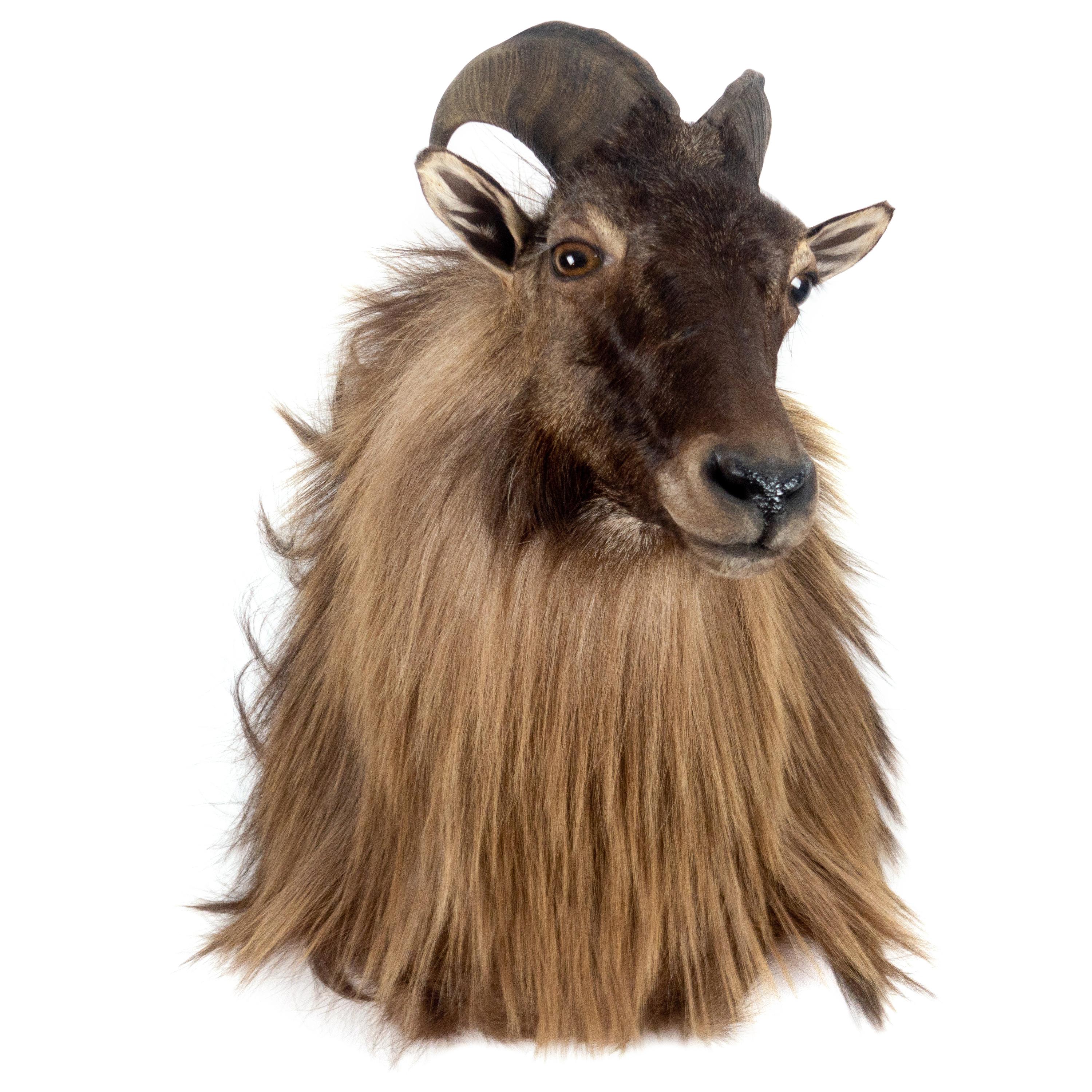 Himalayan Tahr Sheep Mount