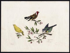 A Finch, Canary and Blue Tit by Pauquet - Hand coloured engraving - 19th century