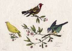 A Finch, Canary and Blue Tit by Pauquet - Hand coloured engraving - 19th century