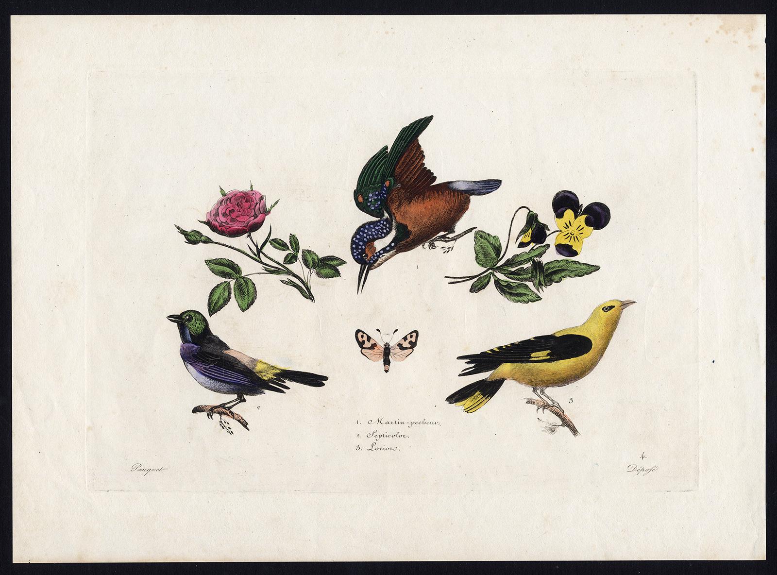 Kingfisher, Paradise Tanager and Oriole by Pauquet - Hand col. engr. - 19th c - Print by Hippolyte Louis Emile Pauquet and Polydore Pauquet