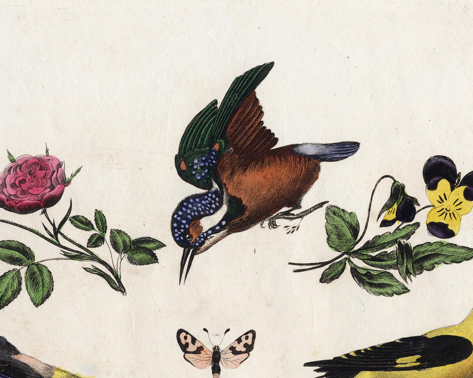 Subject: Plate 4: 1. Martin-Pecheur. - 2. Septicolor. - 3. Loriot.' (1. Kingfisher. - 2. Paradise Tanager  3. Oriole.) With a rose, vila and a butterfly / moth.

Description:  This delicate plate originates from an unknown work or series of plates.