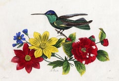 Set of 2:The Magnificent Hummingbird by Pauquet - Hand col. engr. - 19th century