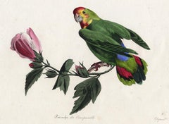 The Parrot called the unseperable by Pauquet - Hand coloured engraving - 19th c