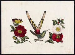 The Saphire Mouthed Hummingbird by Pauquet - Hand coloured engraving - 19th c
