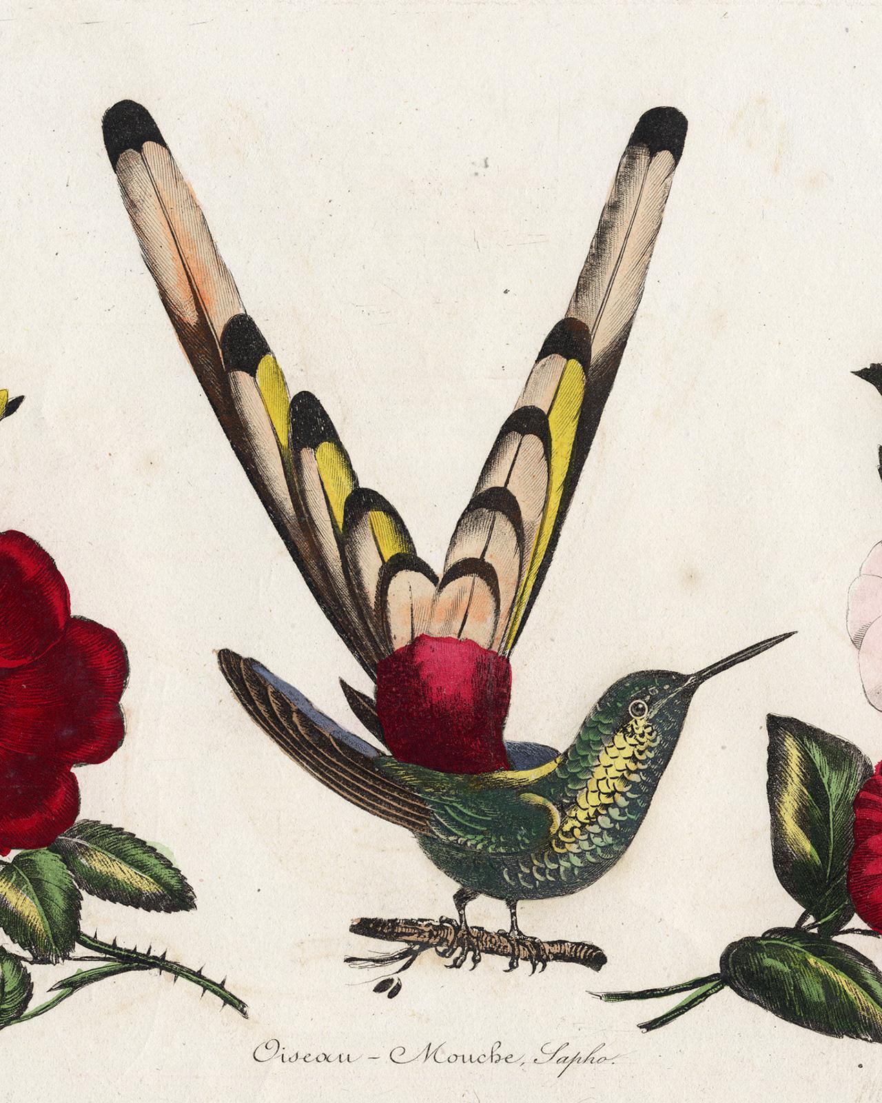 The Saphire Mouthed Hummingbird by Pauquet - Hand coloured engraving - 19th c - Beige Animal Print by Hippolyte Louis Emile Pauquet and Polydore Pauquet