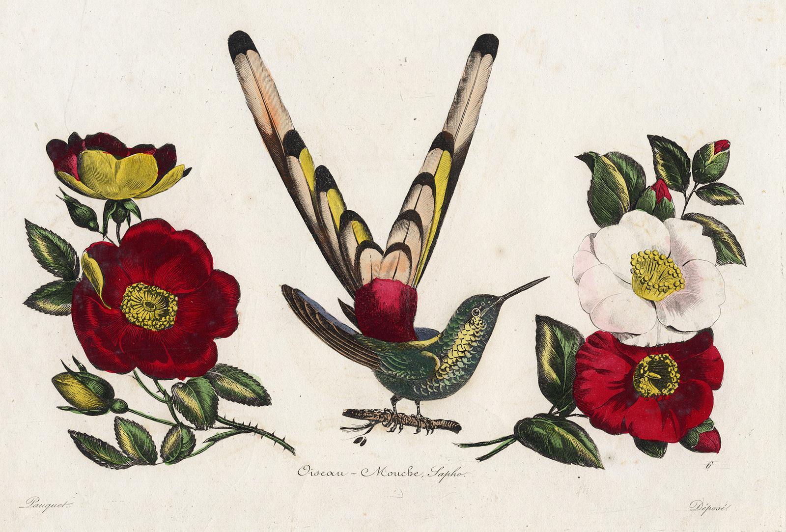 Hippolyte Louis Emile Pauquet and Polydore Pauquet Animal Print - The Saphire Mouthed Hummingbird by Pauquet - Hand coloured engraving - 19th c