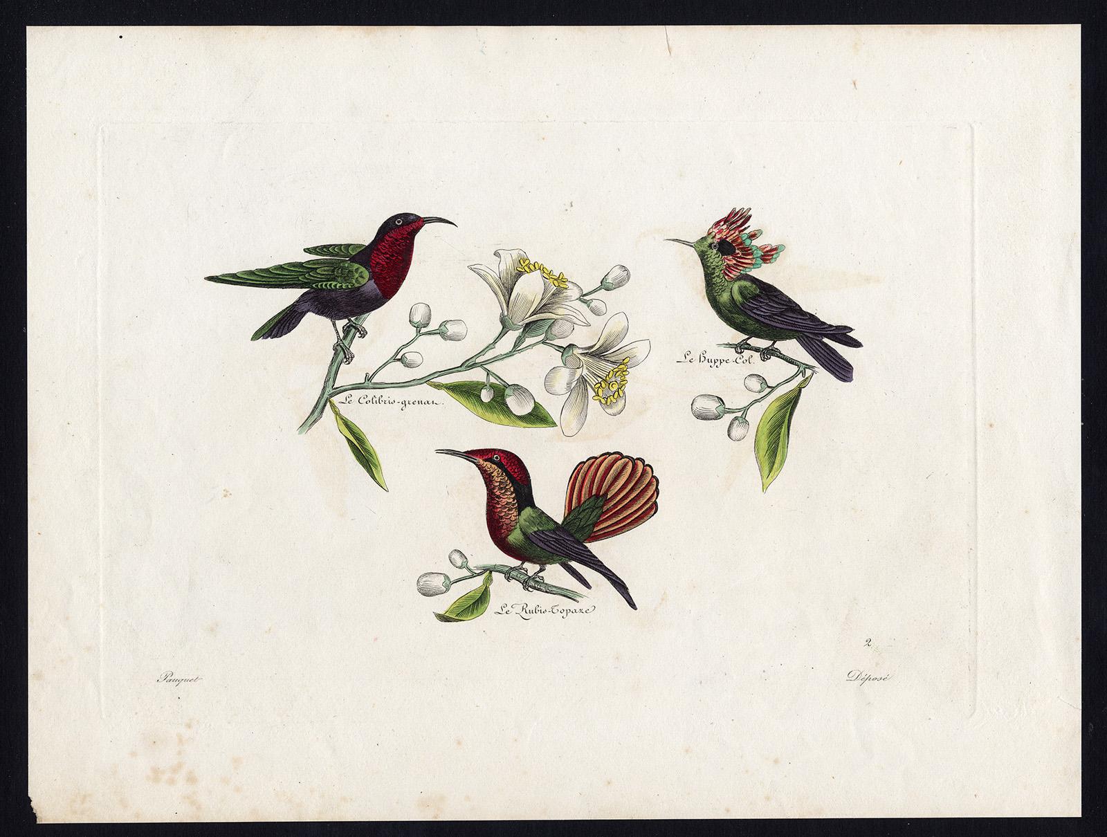Three different Hummingbirds by Pauquet - Hand coloured engraving - 19th century - Print by Hippolyte Louis Emile Pauquet and Polydore Pauquet
