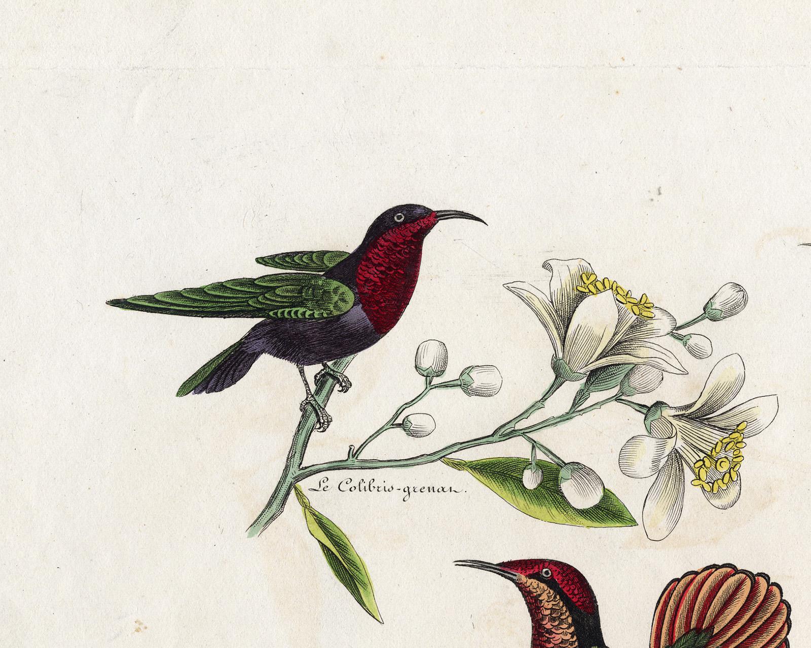 Three different Hummingbirds by Pauquet - Hand coloured engraving - 19th century - Old Masters Print by Hippolyte Louis Emile Pauquet and Polydore Pauquet