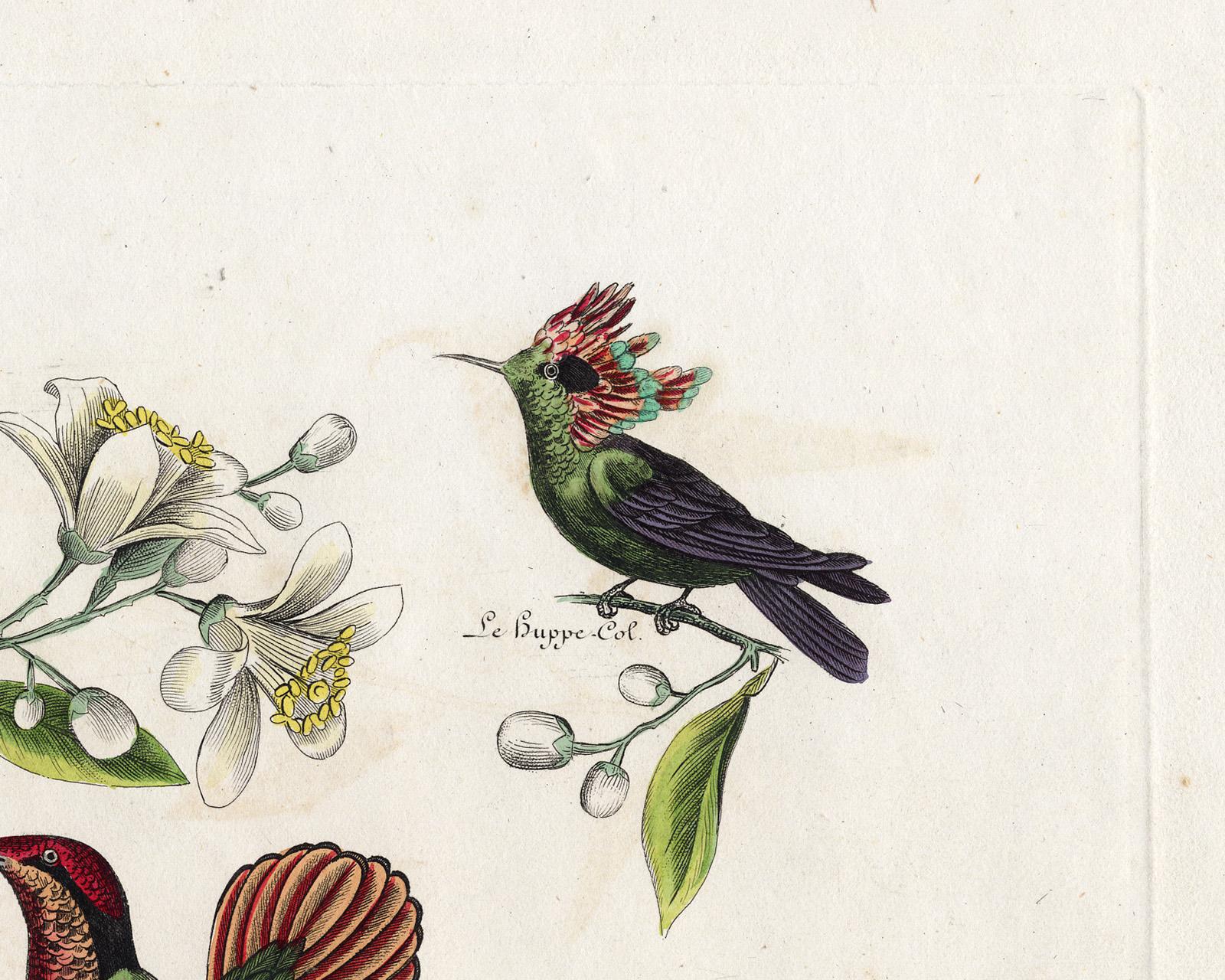 Three different Hummingbirds by Pauquet - Hand coloured engraving - 19th century - Beige Animal Print by Hippolyte Louis Emile Pauquet and Polydore Pauquet