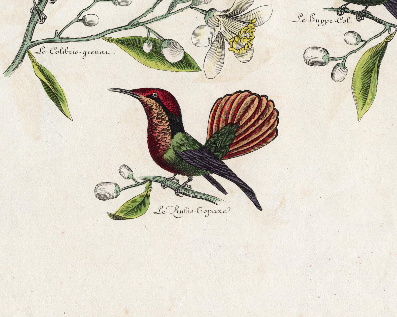 Subject: Plate 2: Le Colibris Grenat - Le Huppe-Col - Le Rubis Topaze.' (Garnet Throated Hummingbird - Crested Green Hummingbird - Ruby Topaz Hummingbird.) The second plate is actually a unique proof print before lettering, additional engraving /