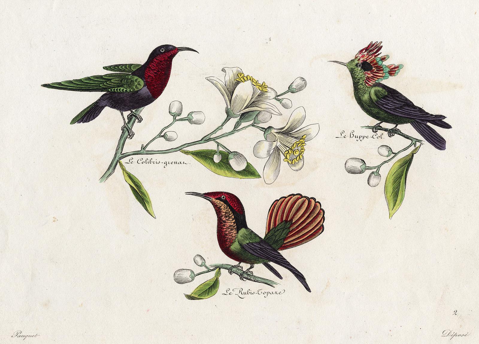 Hippolyte Louis Emile Pauquet and Polydore Pauquet Animal Print - Three different Hummingbirds by Pauquet - Hand coloured engraving - 19th century