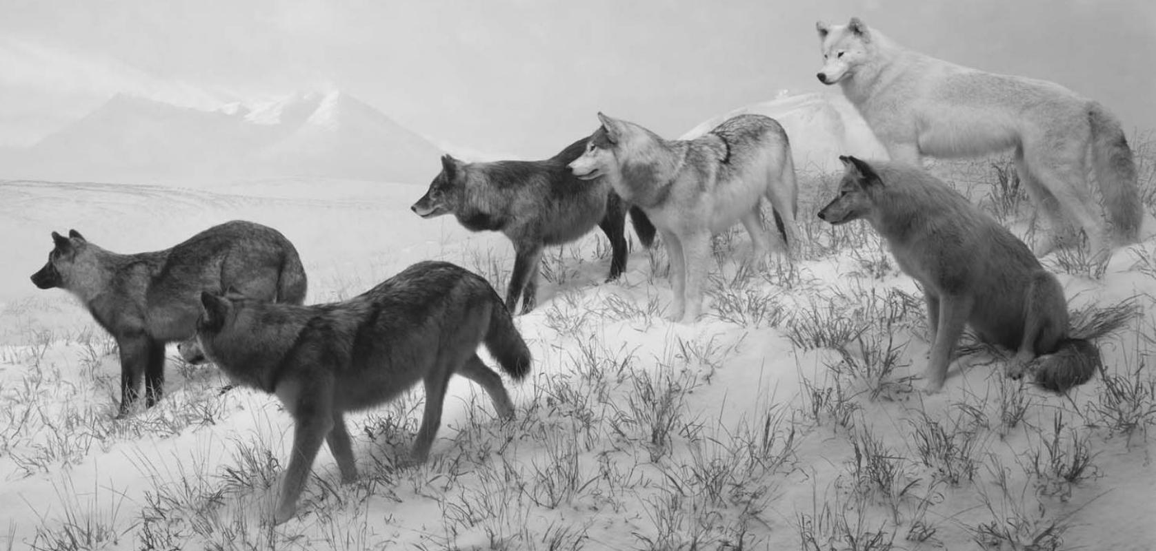Lupi dell'Alaska - Hiroshi Sugimoto, Giappone, Animali, Paesaggio, bianco e nero 1