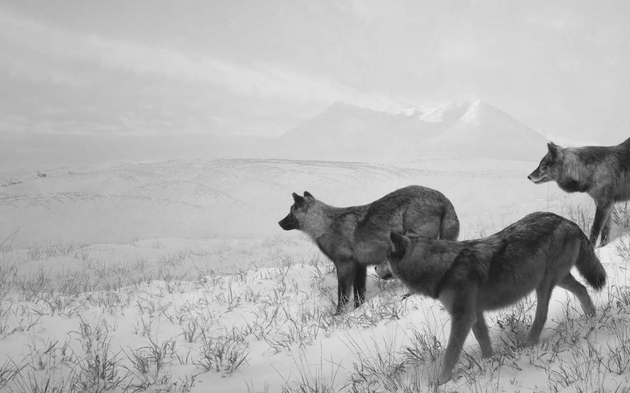 black and white wolves