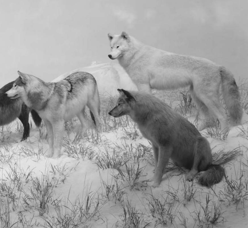 HIROSHI SUGIMOTO (*1948, Japan)
Alaskan Wolves
1994
Silver gelatin print mounted to Dibond 
Image 119,4 x 210,8 cm (47 x 83 in.) 
Framed 152,4 x 243,85 cm (60 x 96 in.) 
Edition of 5; Ed. no 4/5 (from a sold out edition)

For over 40 years, the